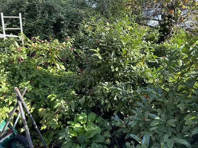 Jardin avant entretien par LR Jardin, jardinier paysagiste en Gironde