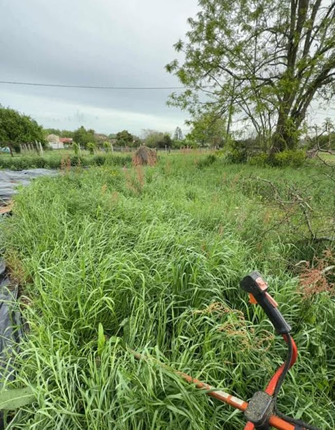Espace vert avant débroussaillage par LR Jardin & Tous Terrains